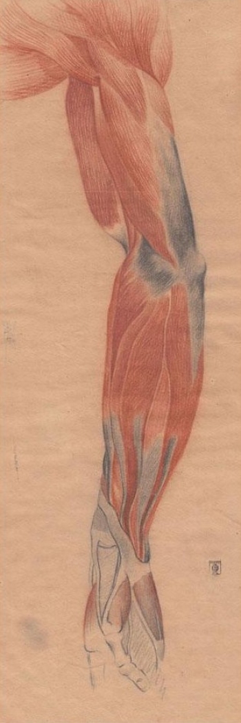 Juan Manuel Blanes (1830-1901) - Anatomía - estudio en color - c.1863 - Sanguina y lápiz - 59 x 39 cm - Academicismo