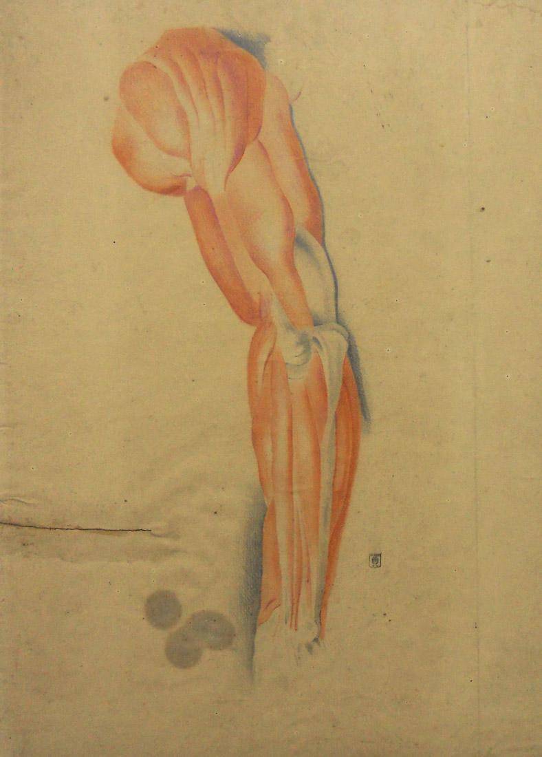 Anatomía - estudio en color, c.1863
