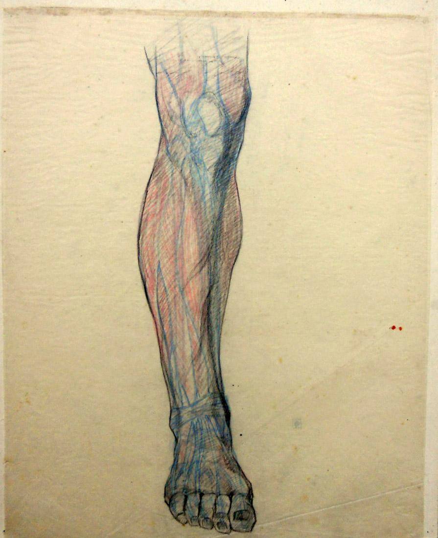 Anatomía - estudio de color. Humberto Causa (1890-1925). Dibujo a lápiz.  58 x 44 cm. Nº inv. 300.