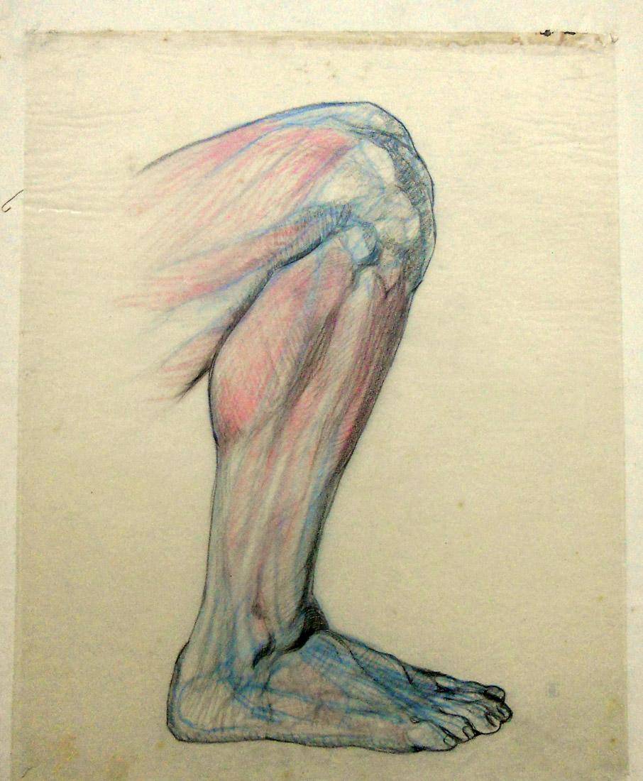 Anatomía - estudio de color. Humberto Causa (1890-1925). Dibujo a lápiz.  58 x 50 cm. Nº inv. 301.
